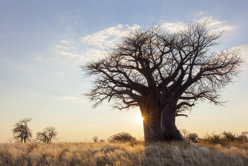 Ảnh của Baobab